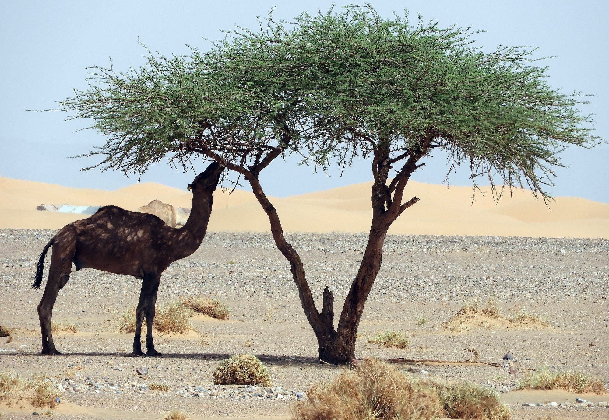 Готель Luxury Sahara Dream Camp Мерзуга Екстер'єр фото